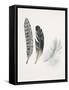 Field Study Feather Trio-Jurgen Gottschlag-Framed Stretched Canvas