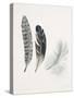 Field Study Feather Trio-Jurgen Gottschlag-Stretched Canvas