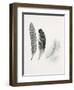 Field Study Feather Trio-Jurgen Gottschlag-Framed Art Print