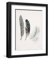 Field Study Feather Trio-Jurgen Gottschlag-Framed Art Print