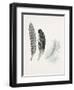 Field Study Feather Trio-Jurgen Gottschlag-Framed Art Print