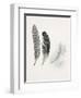 Field Study Feather Trio-Jurgen Gottschlag-Framed Art Print