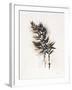 Field Study Grasses-Jurgen Gottschlag-Framed Art Print