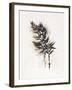 Field Study Grasses-Jurgen Gottschlag-Framed Art Print