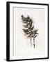 Field Study Grasses-Jurgen Gottschlag-Framed Art Print