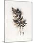 Field Study Grasses-Jurgen Gottschlag-Mounted Art Print