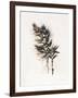 Field Study Grasses-Jurgen Gottschlag-Framed Art Print