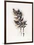 Field Study Grasses-Jurgen Gottschlag-Framed Art Print