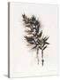 Field Study Grasses-Jurgen Gottschlag-Stretched Canvas