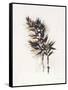 Field Study Grasses-Jurgen Gottschlag-Framed Stretched Canvas