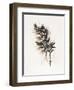 Field Study Grasses-Jurgen Gottschlag-Framed Art Print