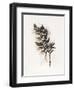 Field Study Grasses-Jurgen Gottschlag-Framed Art Print