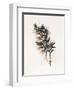 Field Study Grasses-Jurgen Gottschlag-Framed Art Print