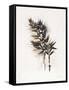 Field Study Grasses-Jurgen Gottschlag-Framed Stretched Canvas