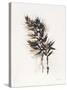 Field Study Grasses-Jurgen Gottschlag-Stretched Canvas