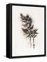 Field Study Grasses-Jurgen Gottschlag-Framed Stretched Canvas