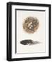 Field Study Nest-Jurgen Gottschlag-Framed Art Print