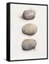 Field Study Stone-Jurgen Gottschlag-Framed Stretched Canvas