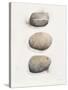 Field Study Stone-Jurgen Gottschlag-Stretched Canvas