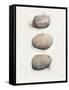 Field Study Stone-Jurgen Gottschlag-Framed Stretched Canvas