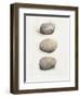 Field Study Stone-Jurgen Gottschlag-Framed Art Print