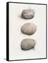 Field Study Stone-Jurgen Gottschlag-Framed Stretched Canvas