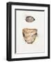 Field Study Wood Grain-Jurgen Gottschlag-Framed Art Print