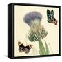 Field Thistle-Louis Van Houtte-Framed Stretched Canvas