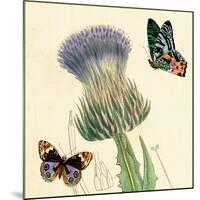 Field Thistle-Louis Van Houtte-Mounted Art Print