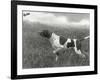 Field Trials Champion Banchory Grouse Owned by Lorna Countess Howe-Thomas Fall-Framed Photographic Print