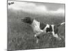 Field Trials Champion Banchory Grouse Owned by Lorna Countess Howe-Thomas Fall-Mounted Photographic Print