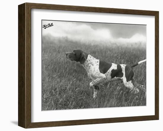 Field Trials Champion Banchory Grouse Owned by Lorna Countess Howe-Thomas Fall-Framed Photographic Print