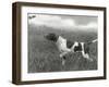 Field Trials Champion Banchory Grouse Owned by Lorna Countess Howe-Thomas Fall-Framed Photographic Print