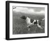 Field Trials Champion Banchory Grouse Owned by Lorna Countess Howe-Thomas Fall-Framed Photographic Print