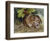 Field Vole (Microtus Agrestis), Cricetidae-null-Framed Giclee Print