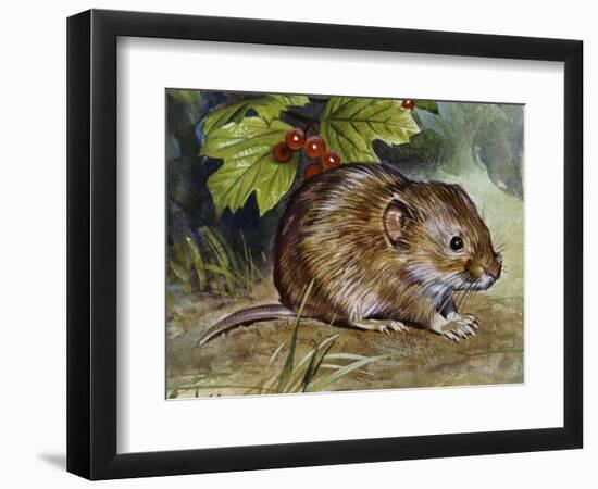 Field Vole (Microtus Agrestis), Cricetidae-null-Framed Giclee Print