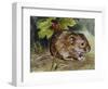 Field Vole (Microtus Agrestis), Cricetidae-null-Framed Giclee Print