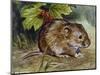 Field Vole (Microtus Agrestis), Cricetidae-null-Mounted Giclee Print