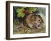 Field Vole (Microtus Agrestis), Cricetidae-null-Framed Giclee Print