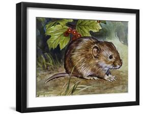 Field Vole (Microtus Agrestis), Cricetidae-null-Framed Giclee Print