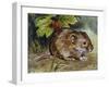 Field Vole (Microtus Agrestis), Cricetidae-null-Framed Giclee Print