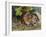 Field Vole (Microtus Agrestis), Cricetidae-null-Framed Giclee Print