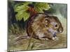 Field Vole (Microtus Agrestis), Cricetidae-null-Mounted Giclee Print