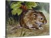 Field Vole (Microtus Agrestis), Cricetidae-null-Stretched Canvas