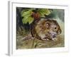 Field Vole (Microtus Agrestis), Cricetidae-null-Framed Giclee Print