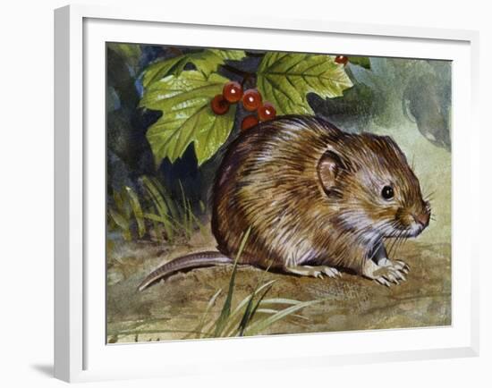 Field Vole (Microtus Agrestis), Cricetidae-null-Framed Giclee Print