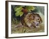 Field Vole (Microtus Agrestis), Cricetidae-null-Framed Giclee Print