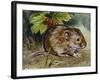 Field Vole (Microtus Agrestis), Cricetidae-null-Framed Giclee Print