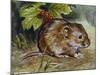 Field Vole (Microtus Agrestis), Cricetidae-null-Mounted Giclee Print