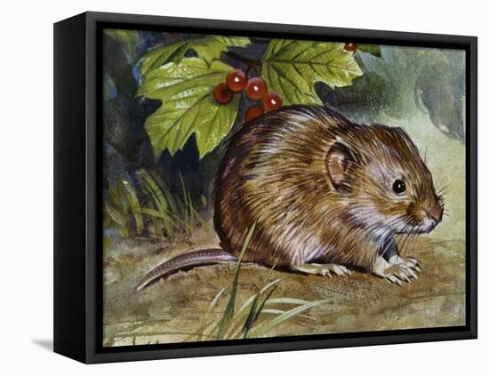 Field Vole (Microtus Agrestis), Cricetidae-null-Framed Stretched Canvas